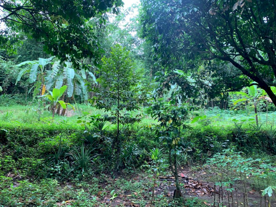 Dijual cepat! Kesempatan unik memiliki tanah di daerah Parungkuda