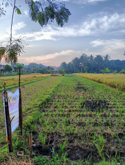 Jual tanah sawah lokasi strategis di Ngangkrik Triharjo Sleman