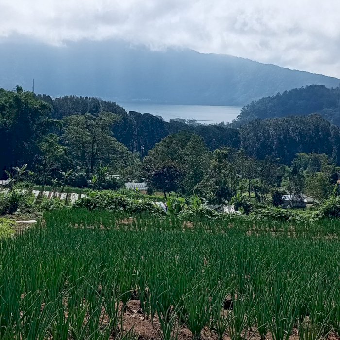 Di jual lahan  bedegul Danau Bali