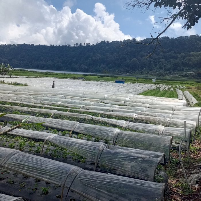 Di jual lahan  danau pancasari bali