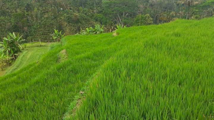 Di Jual Lahan Lokasi Srategis Ubud Bali