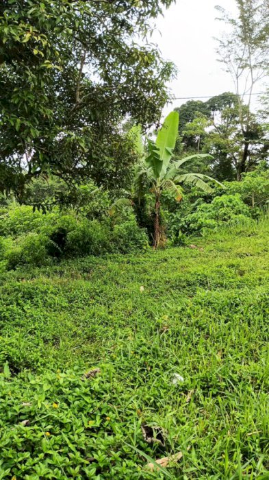 Di jual tanah murah lokasi Sadamaya Cipanas Cianjur