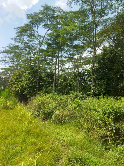 Tanah kavling Di Desa Candi Mas Natar Lampung Selatan