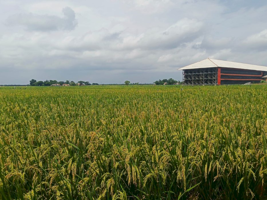 Di Jual Tanah Murah Strategis Di Tambelang Bekasi