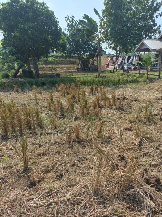 Dijual tanah cocok untuk investasi strategis Cabangbungin kota bekasi