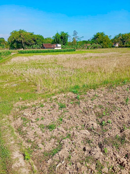 Dijual Sawah di Desa Deyangan, Kec Mertoyudan, Kab Magelang