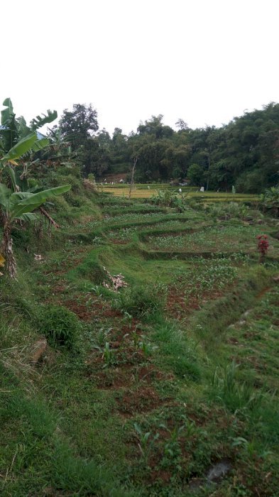 Jual tanah /sawah,kebun pinggir sungai air mengalir
