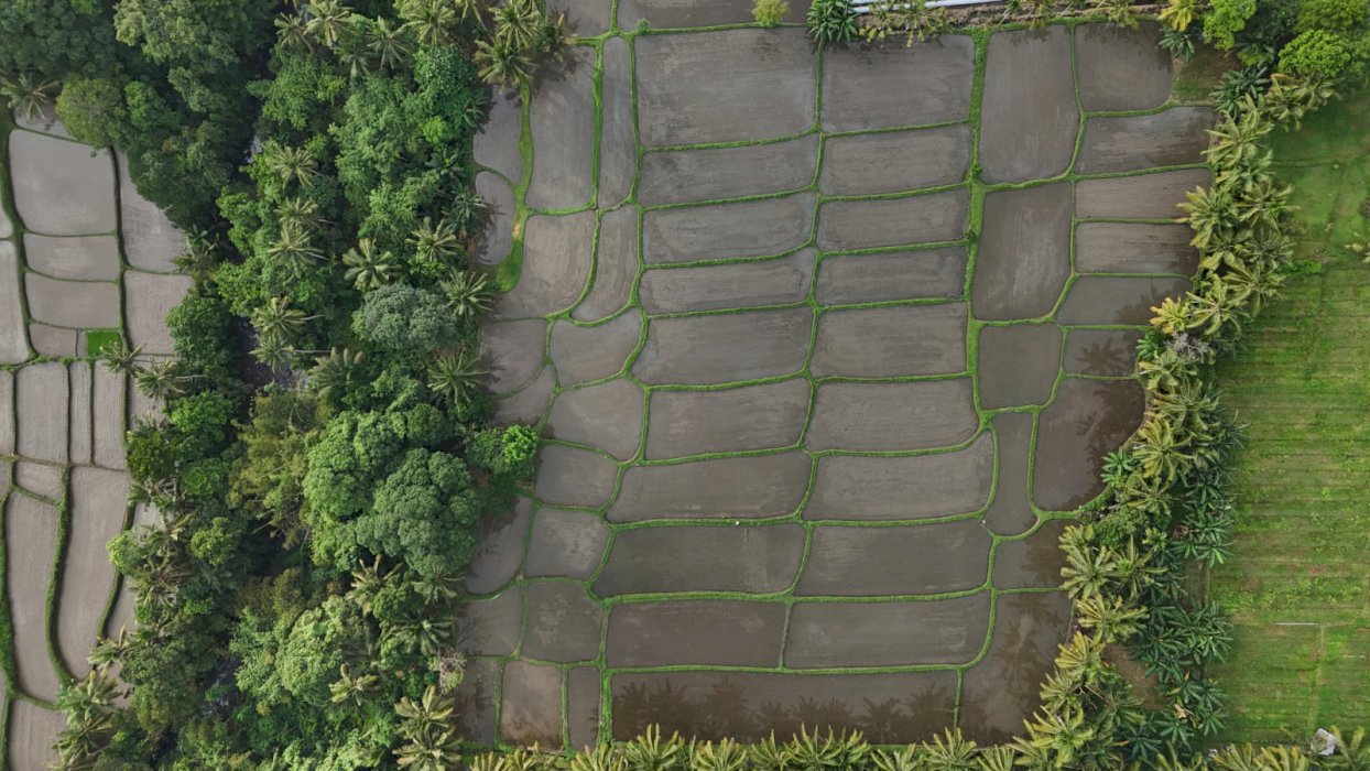 Dijual tanah sawah subur lokasi strategis glagah banyuwangi Jawa Timur