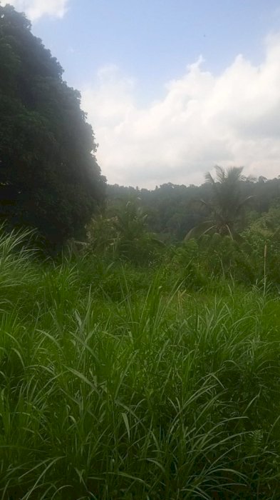 JUAL TANAH DI UBUD, PRIMIUM DGN VIEW ALAM. YG INDAH LUAS 10650