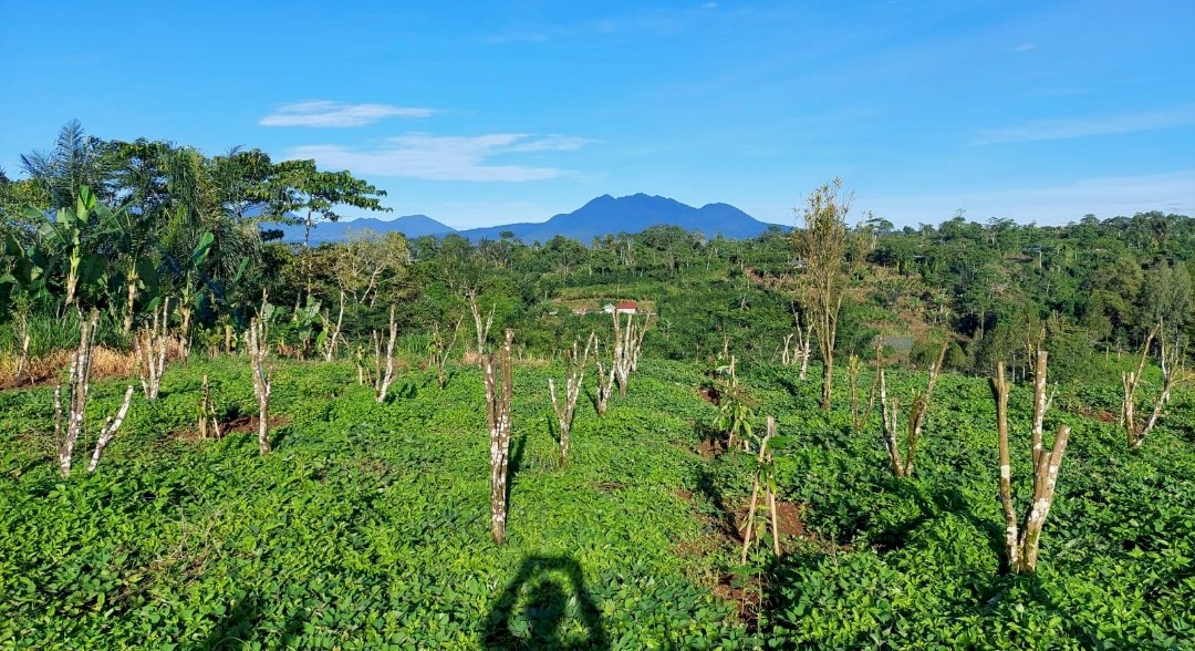 Di jual tanah pertanian kintamani bangli