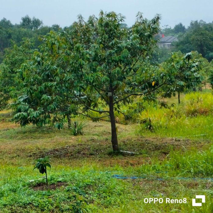 Dijual Kebun durian *Taman Durian Lagoi* Lokasi Strategis di Riau
