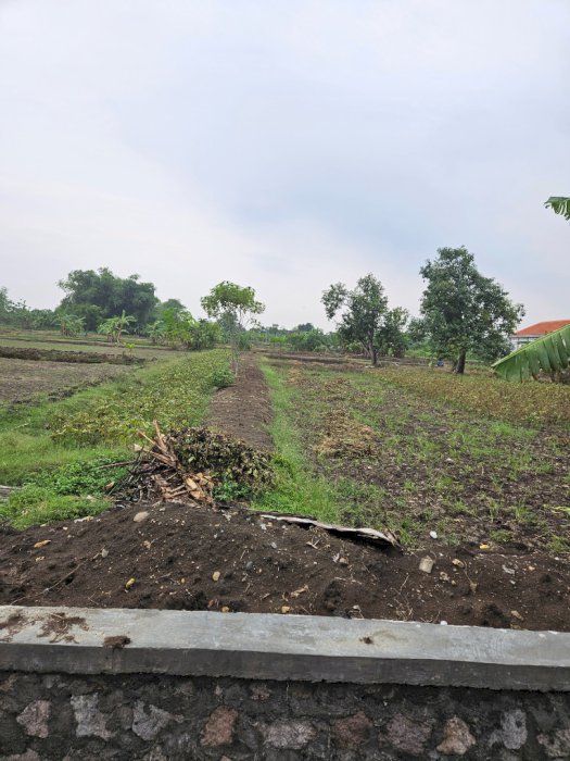 Tanah di Benjeng Gresik