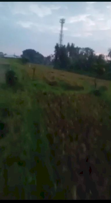 JUAL TANAH KABA KABA 19 ARE/1900M2 RP 300 jt/are