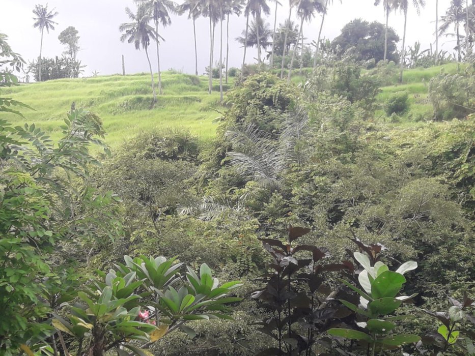 Di jual tanah lokasi strategis lotunduh bali