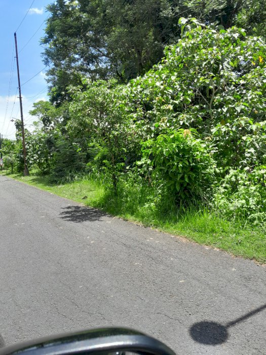 Jual Pekarangan BU. SHM. LD 20 LT 443. Pinggir jln Aspal. Bangunjiwo