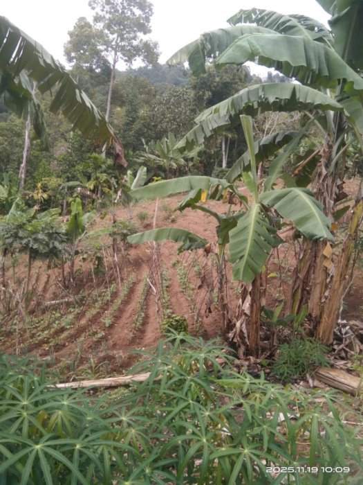 Dijual Cepat Lahan Kebun Seluas 50.000 m2 di Bandar Lampung.