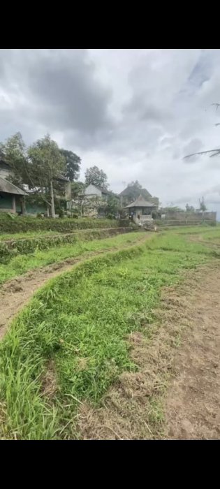 Di jual tanah bonus rumah di Mojotengah Temanggung