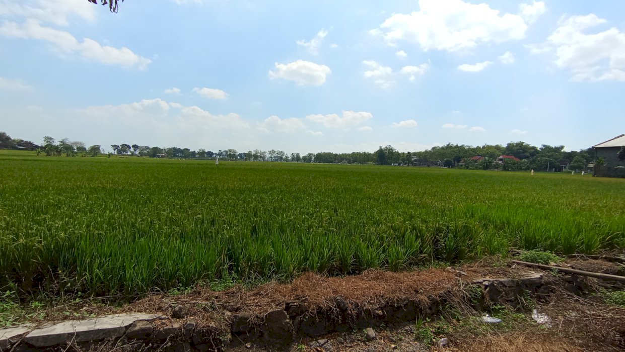 DIJUAL TANAH SAWAH STRATEGIS – SUKOHARJO