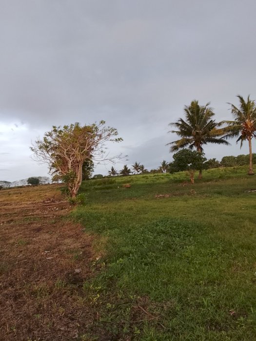 JUAL SEGERA TANAH DEKAT PANTAI & KAMPUNG ADAT RATENGGARO DI SUMBA