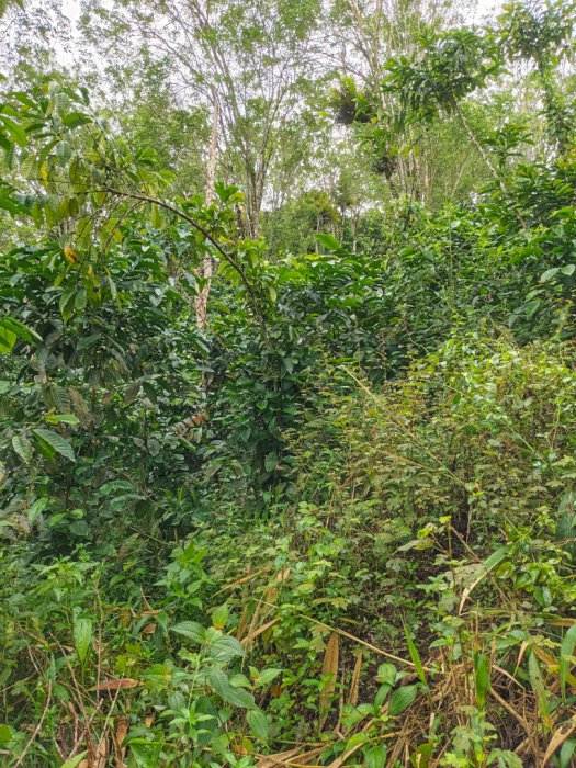 Di jual tanah kosong -+ 2 hektar lokasi di bumisari kepahiang