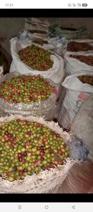 Jual kebun kopi+ sawah+ tanah darat luas 2 hektar