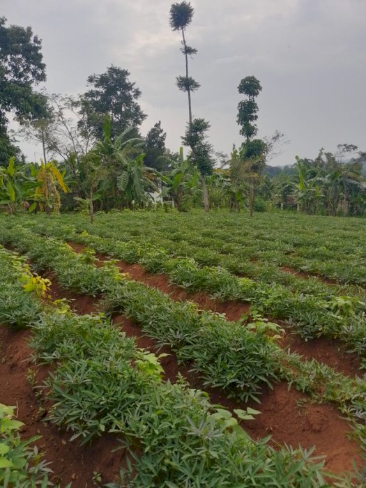 Di Jual tanah murah bu dekat 4 kampus UNPAD ITB IKOPIN IPDN