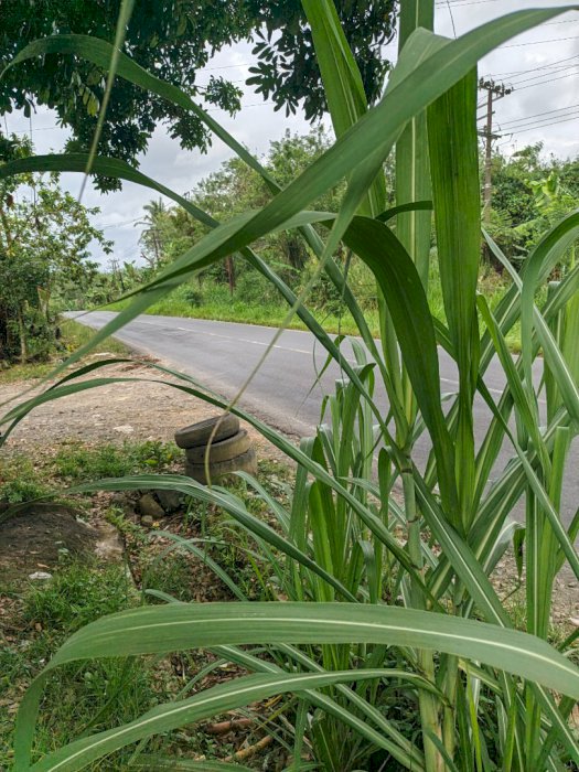 Di jual tanah kebun, ada usaha setim mobil manual.