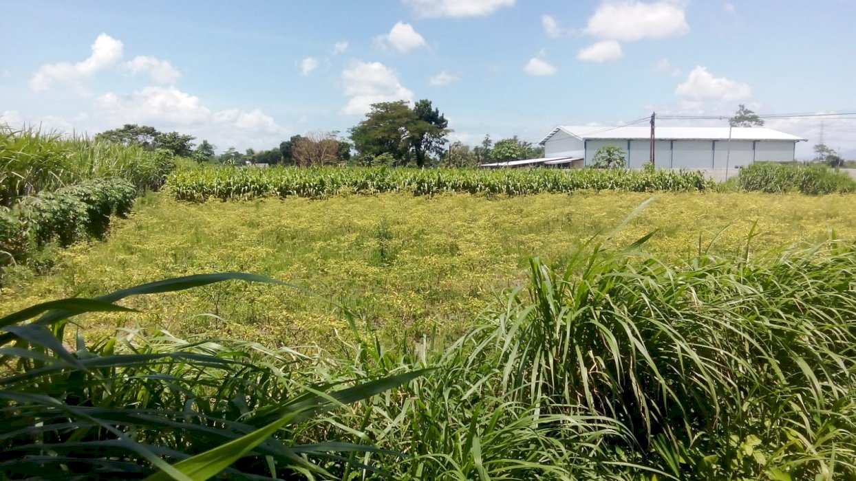 Dijual Tanah Gurah Kediri Jawa Timur