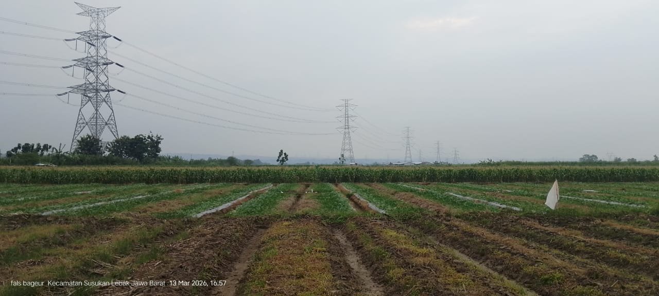 Dijual Tanah Sawah Susukan Agung Cirebon cocok untuk pertanian