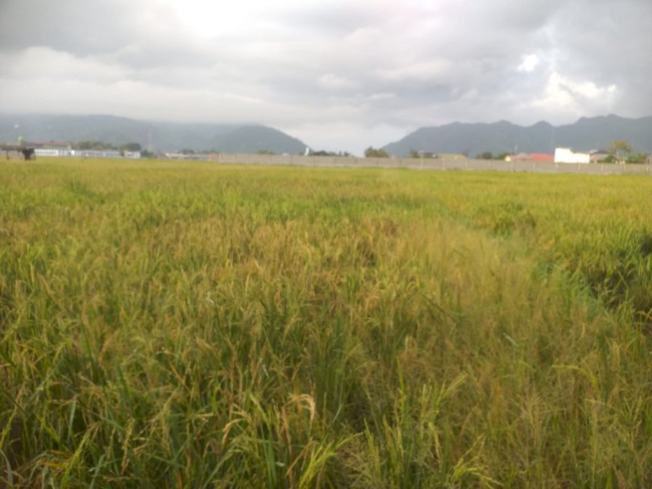gallery cover