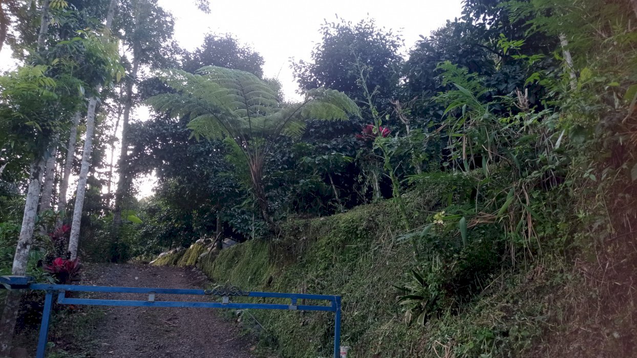 kebun manggis durian lokasi stertegis pinggir jalan cocok di buat vila