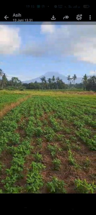 DIJUAL LAHAN PERKEBUNAN SHM DI BANYUWANGI-COCOK UNTUK INVESTASI!