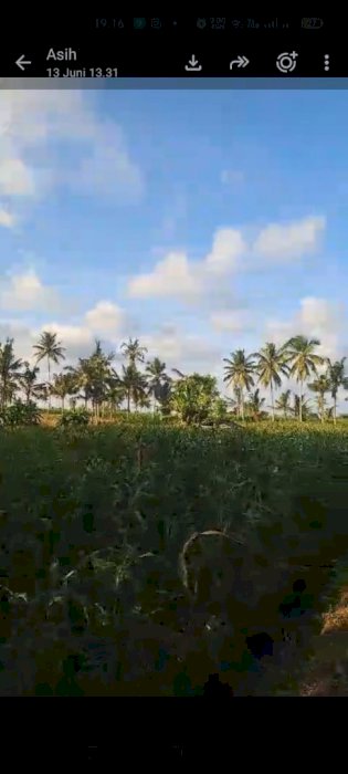 DIJUAL TANAH PERKEBUNAN SHM LUAS STRATEGIS  BANYUWANGI