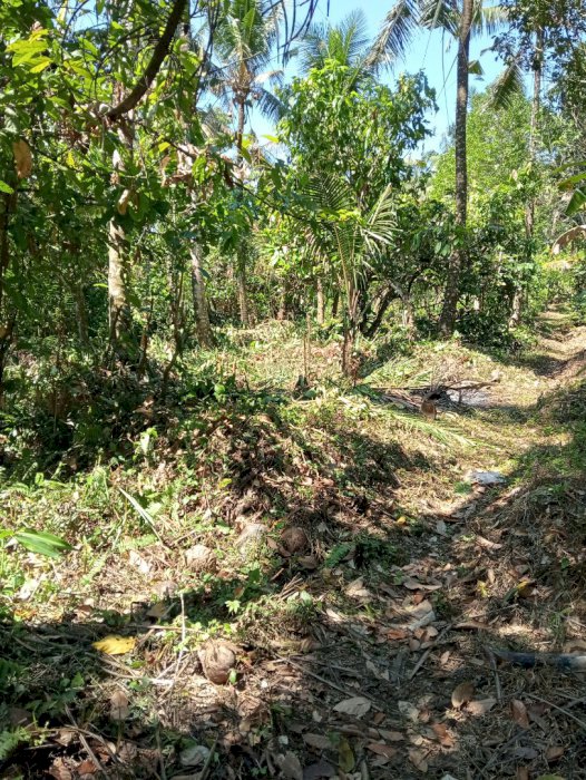 Jual kebun kelapa di selemadeg Tabanan