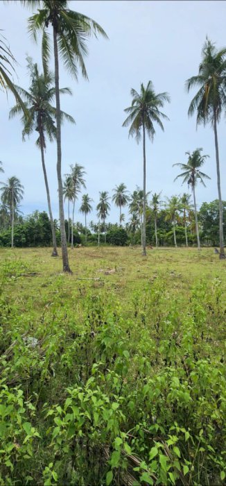 gallery cover