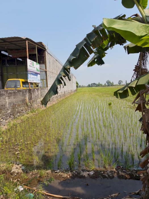 Di jual tanah sawah lokasi strategis di Prajurit Kulon Mojokerto